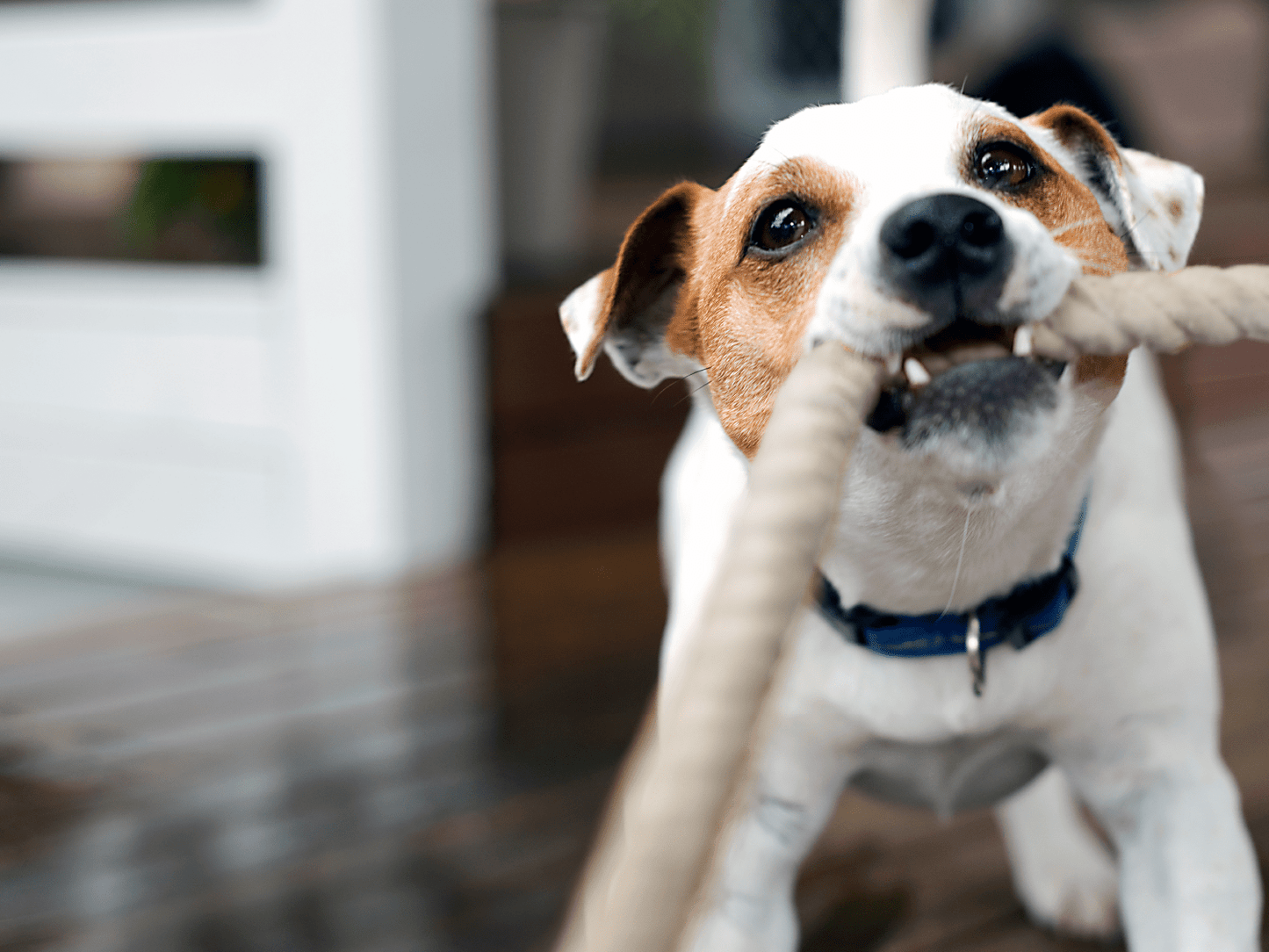 2 Knot Pulley Dog Toy
