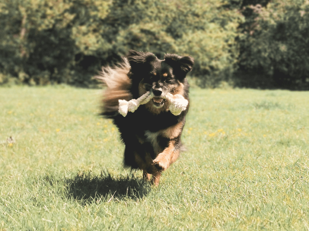 Eco Ball Rope Dog Toy