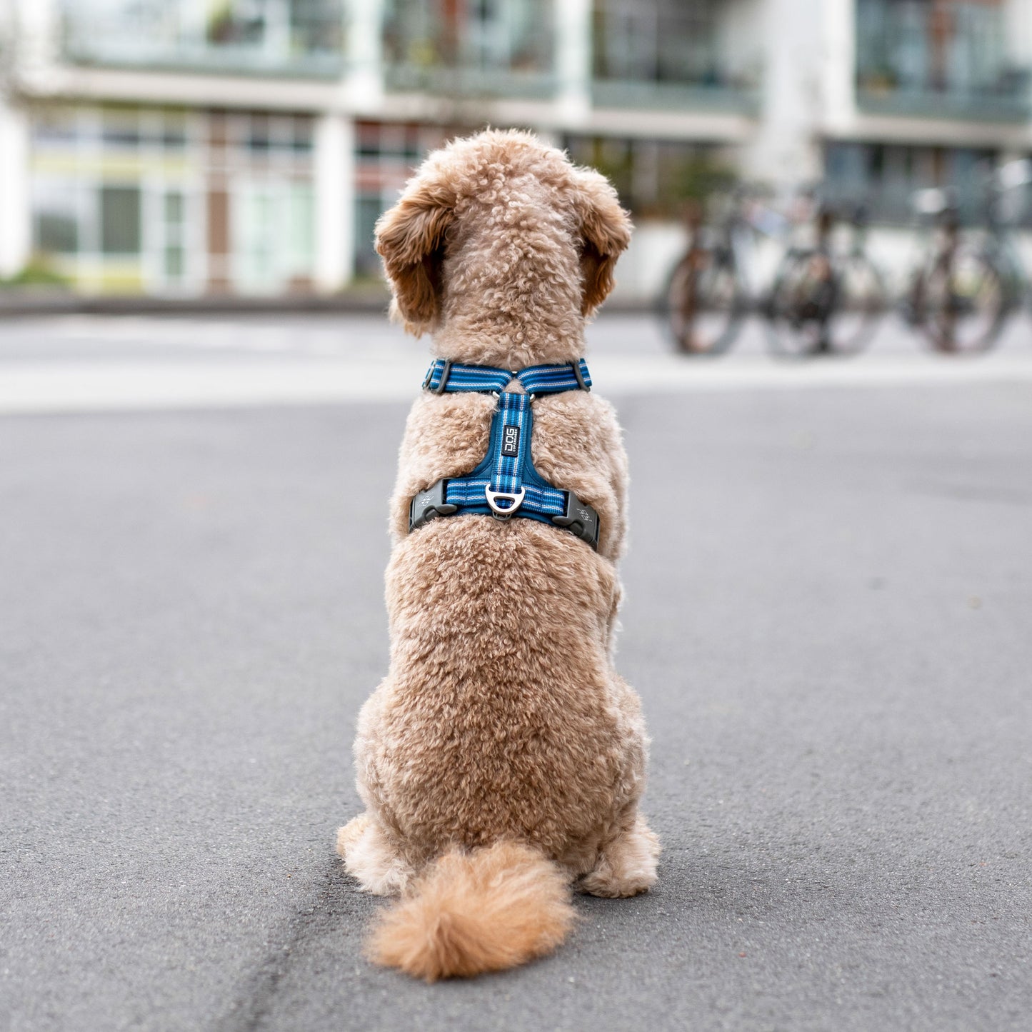 Comfort Walk Air Harness