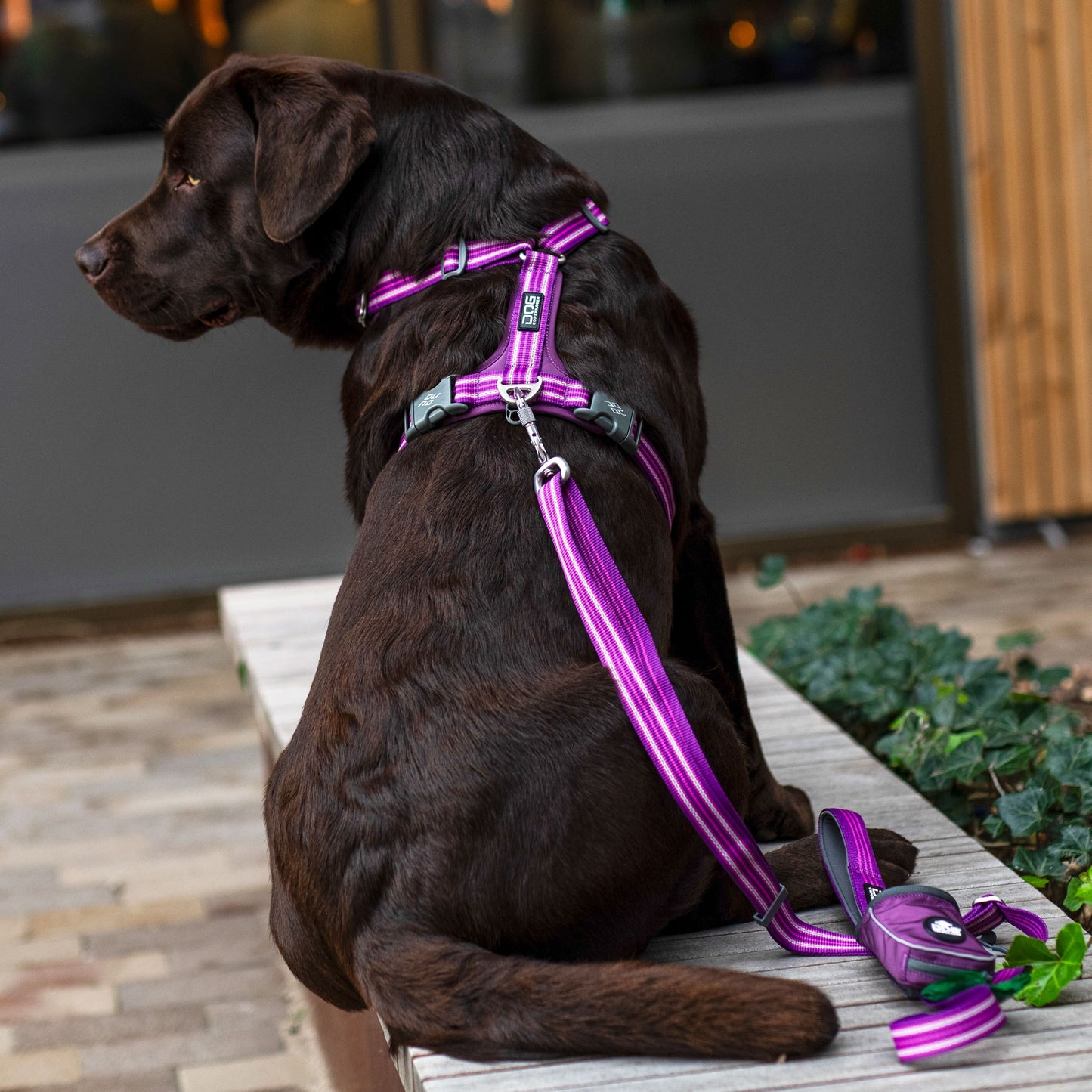 Comfort Walk Air Harness