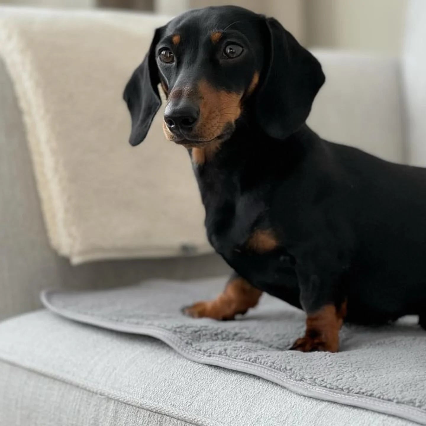 PK Waterproof Dog Blanket
