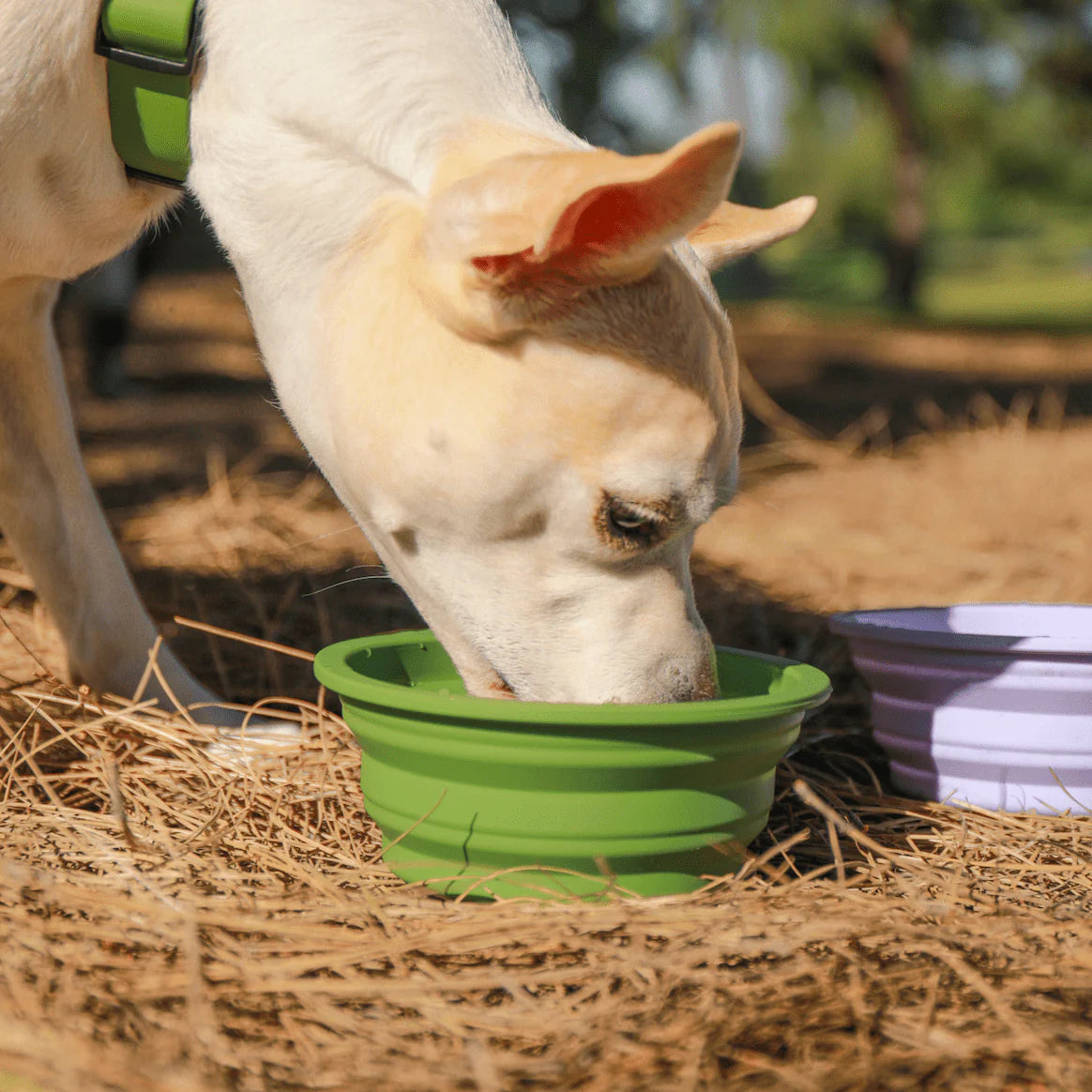 Collapsible Water Bowl Silicon